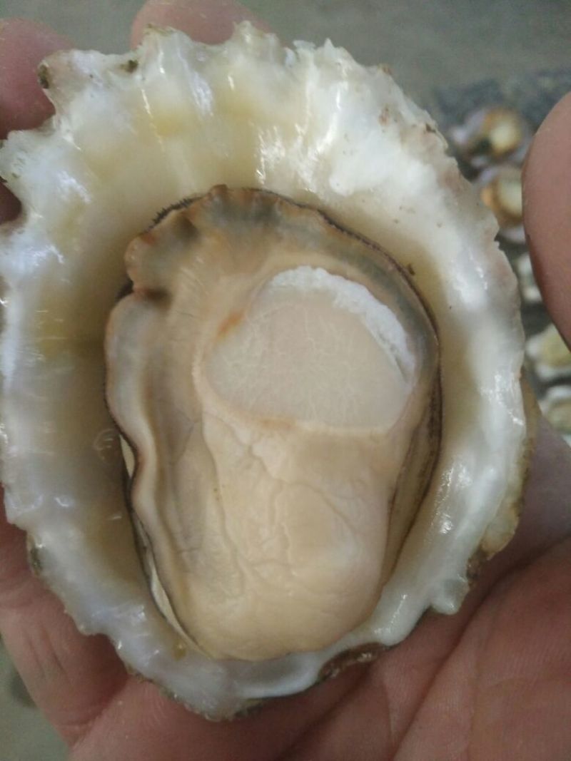 栉孔扇贝食用鲜活5~10只/kg