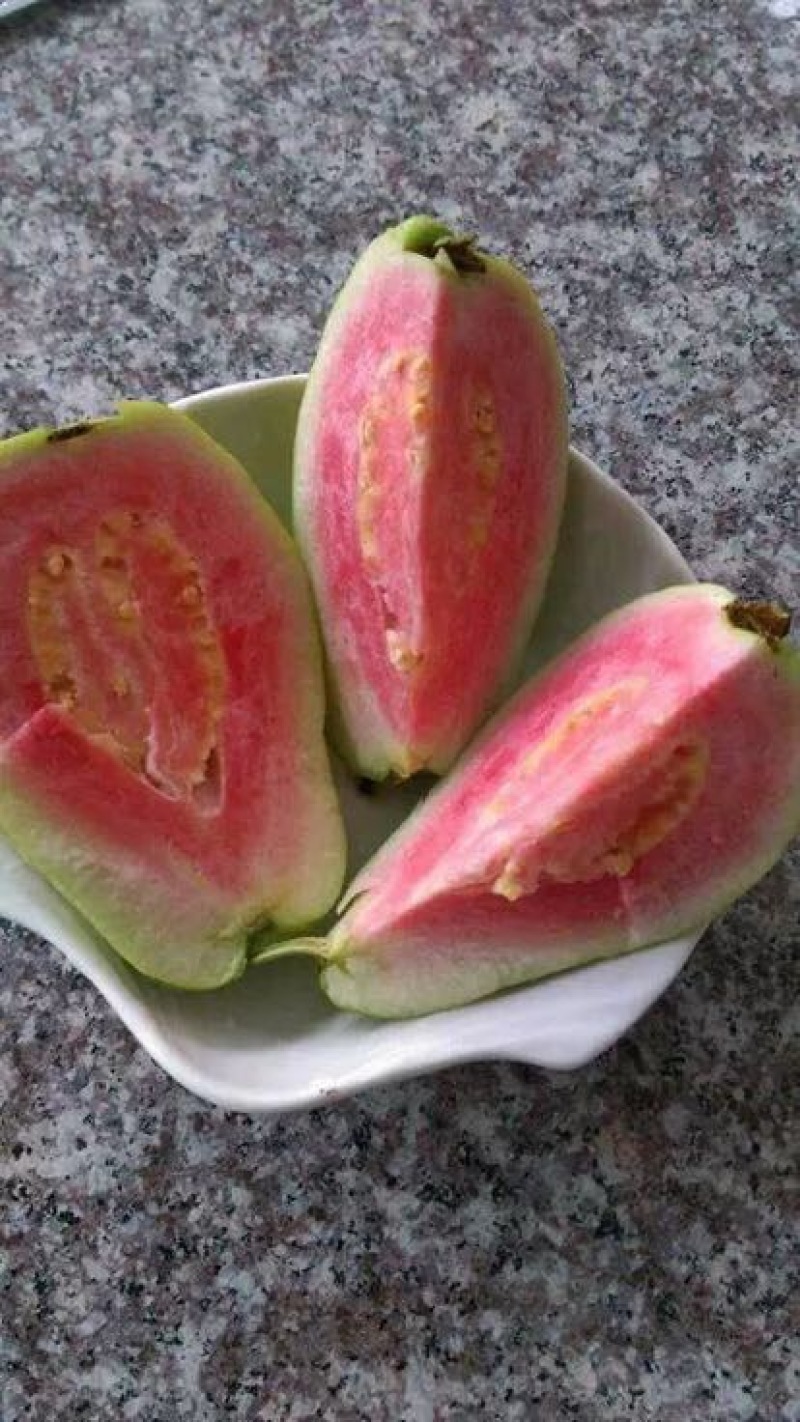 西瓜番石榴苗