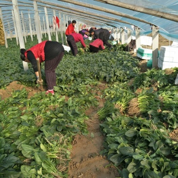 名门菠菜15~20厘米