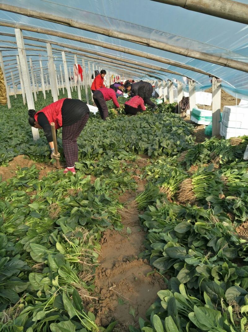 名门菠菜15~20厘米