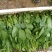 小叶菠菜15~20厘米