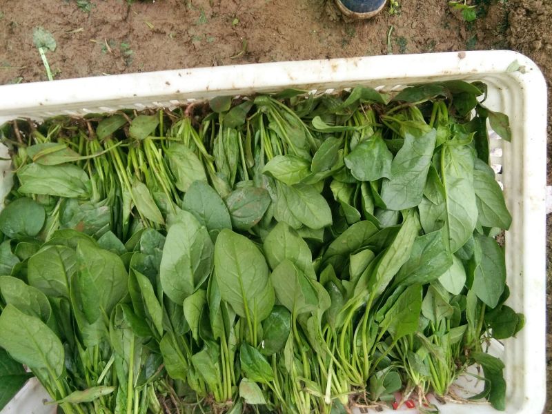 小叶菠菜15~20厘米