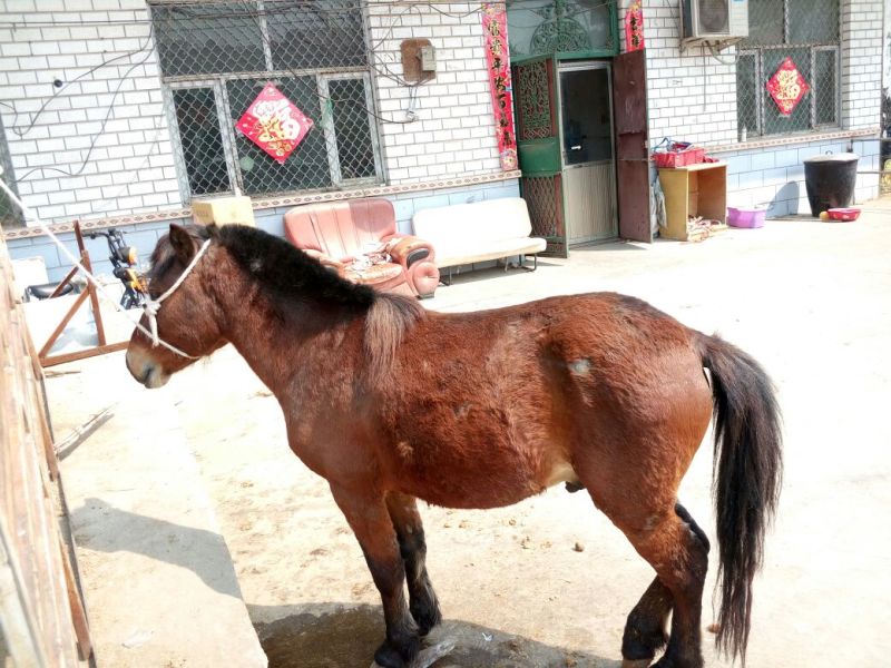 肉马