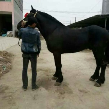 肉马400~500kg