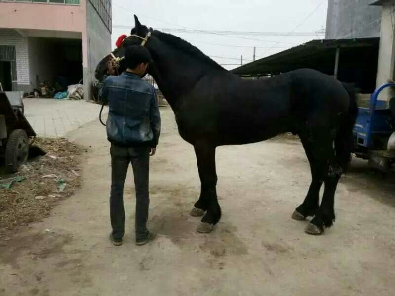 肉马400~500kg
