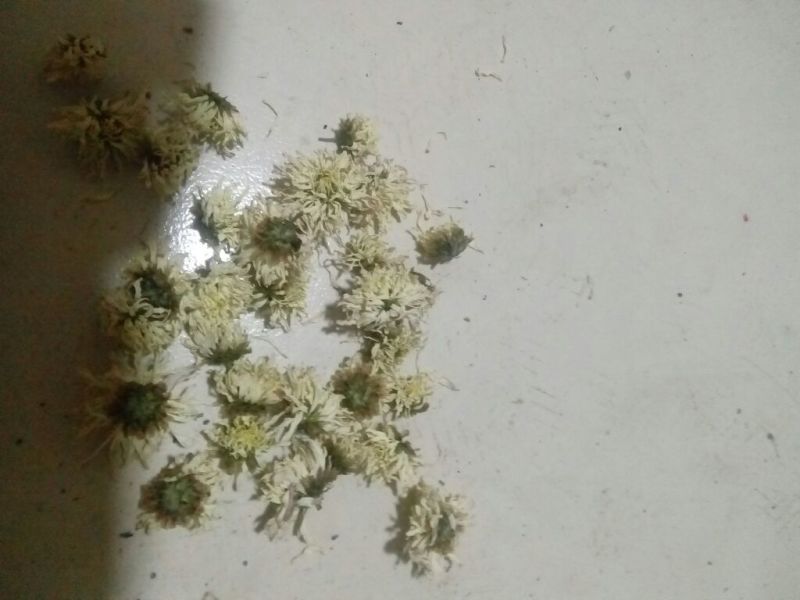 杭白菊散装