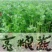 西芹