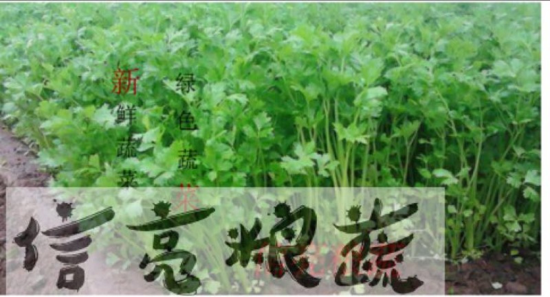 西芹
