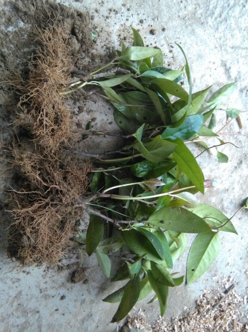 布福娜树苗10~20cm