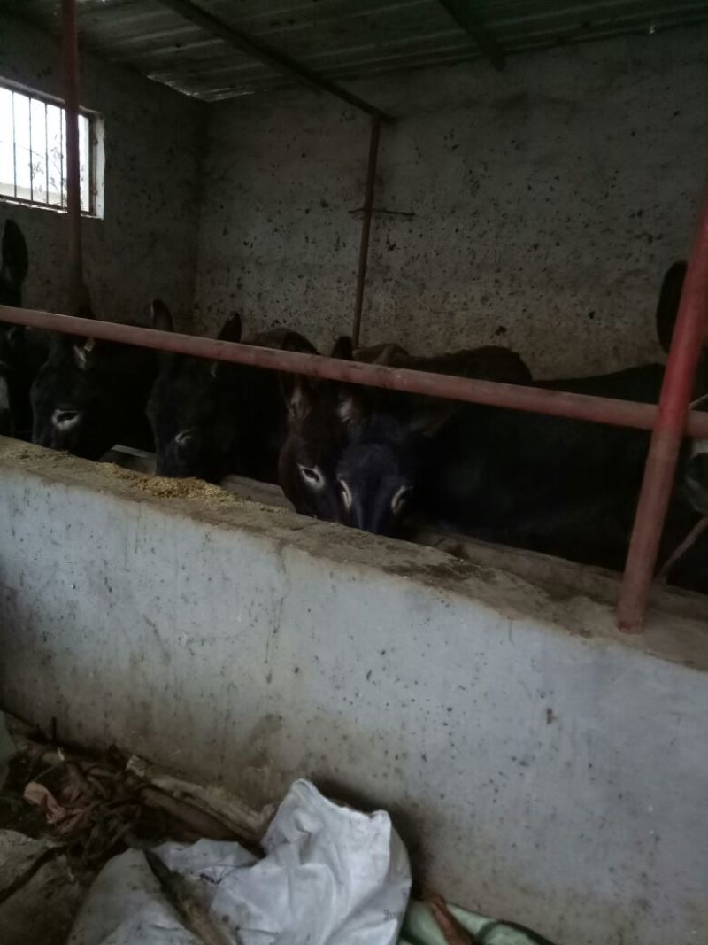 驴肉鲜货