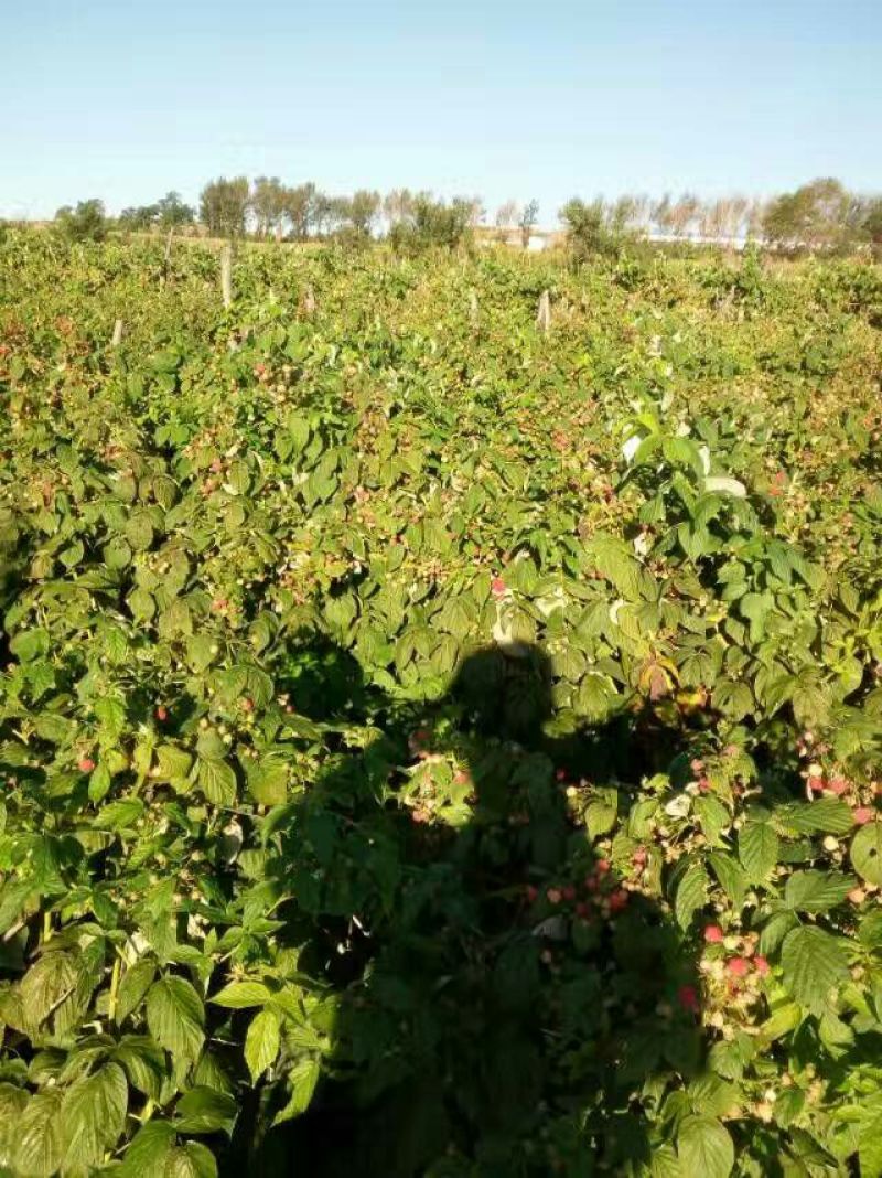 双季树莓苗10cm以下