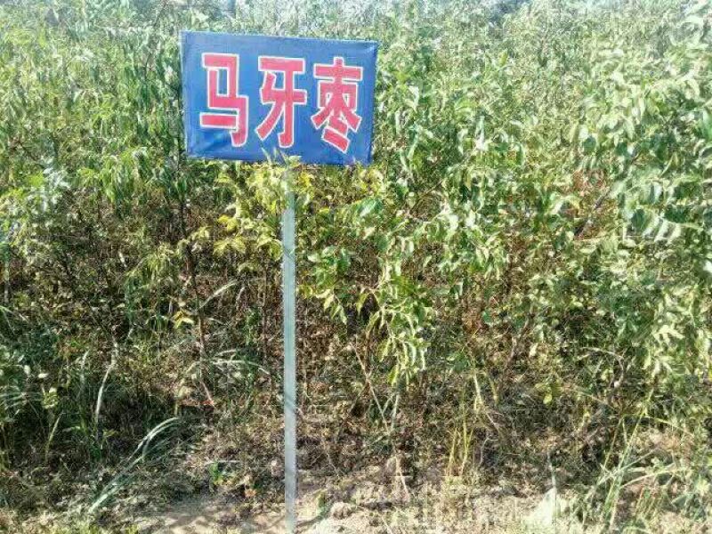 大量供应嫁接鲜食品种枣树种，品种齐全，纯正