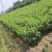 核桃苗100~150cm二年苗