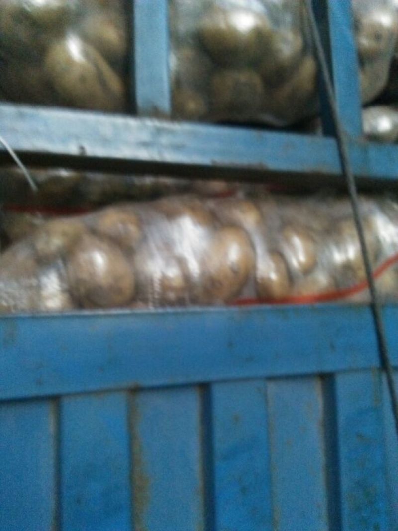 尤金885土豆大量上市中