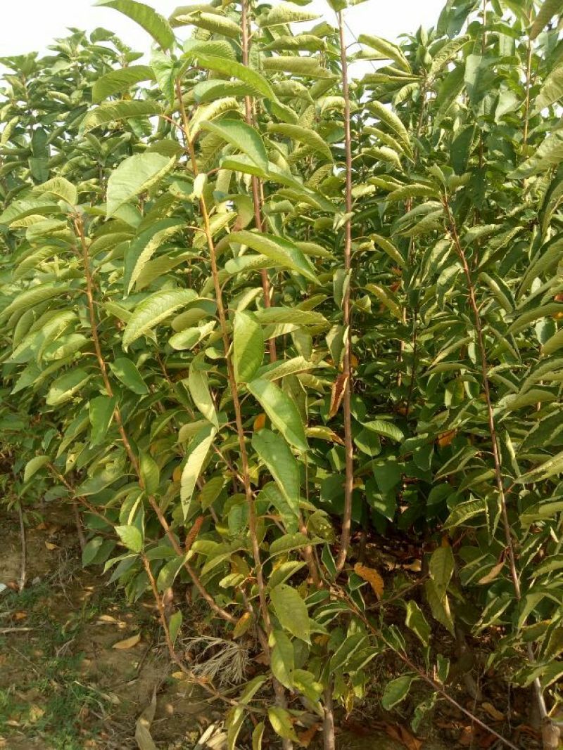 樱桃苗樱桃树苗