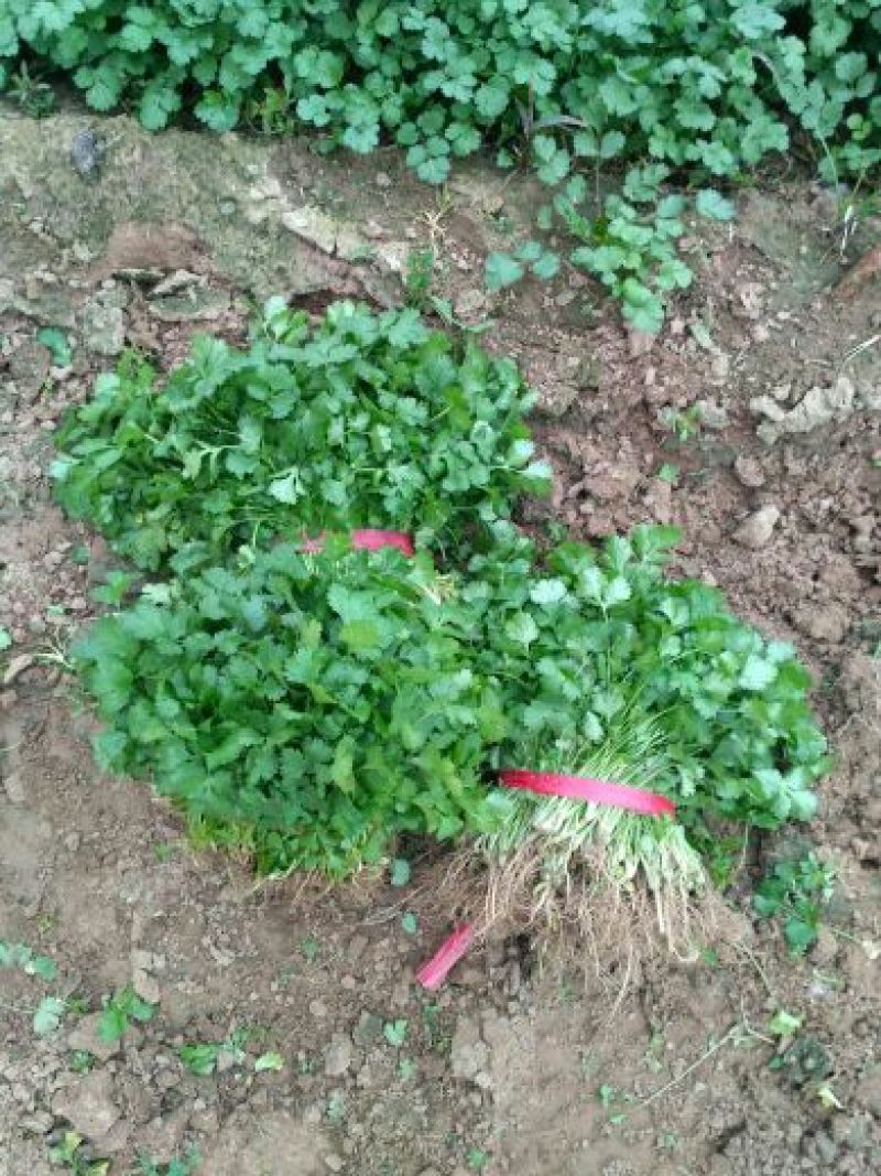 大叶菠菜15~20厘米