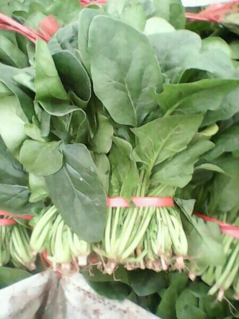 名门菠菜