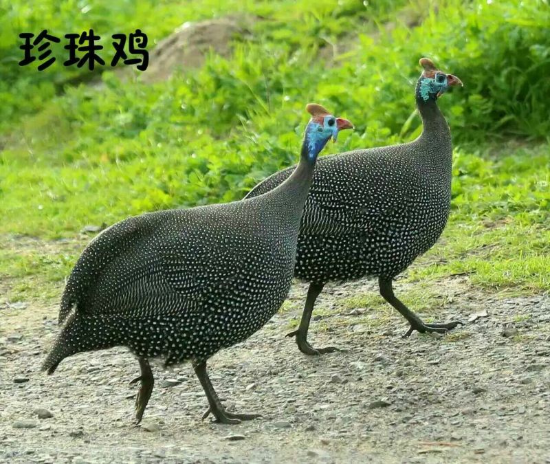 鸡苗脱温25天鸡苗