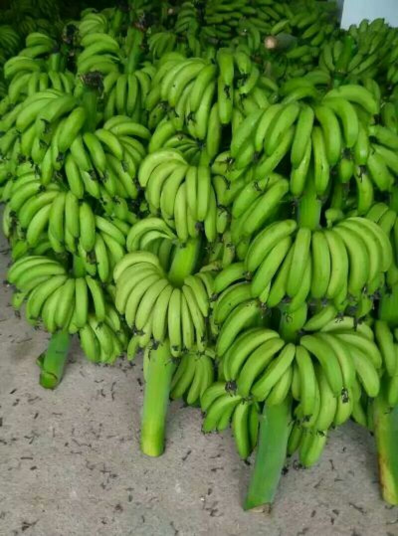 威廉斯香蕉八成熟