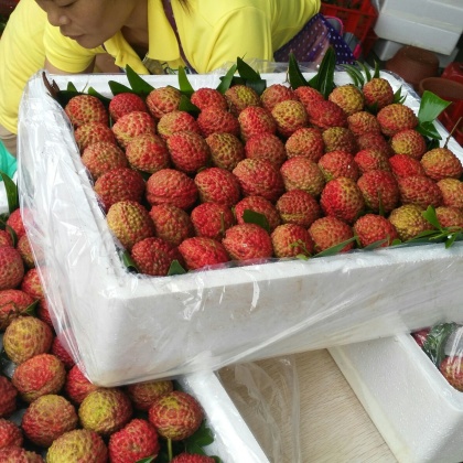 海南海口水果批发市场红皮荔枝 2cm以上批发
