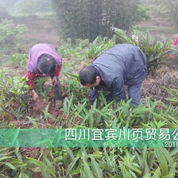 砂仁苗