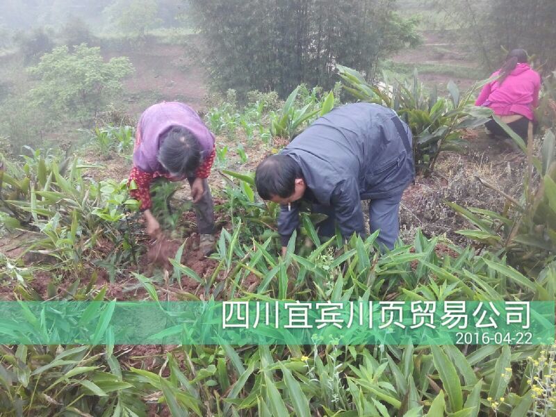 砂仁苗