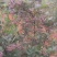 兔眼蓝莓