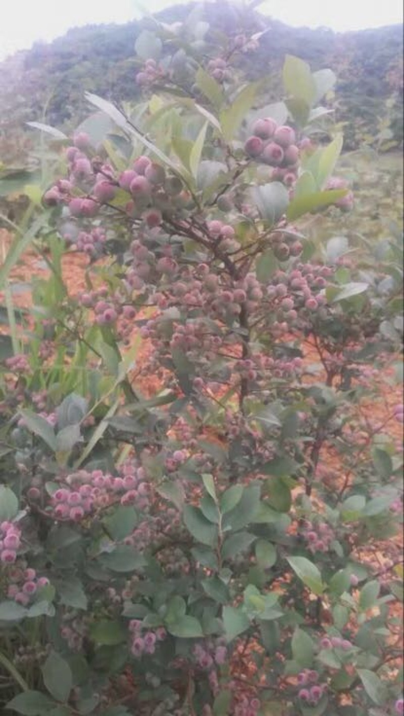 兔眼蓝莓