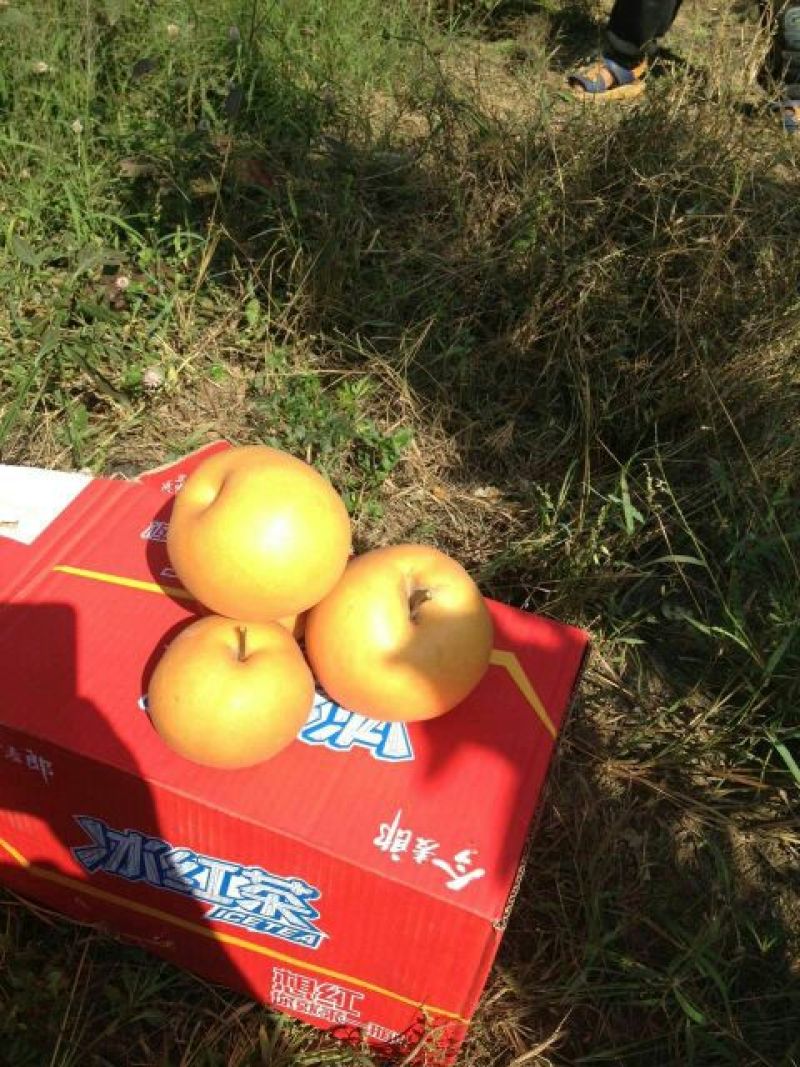 晚秋黄梨300~350g纸袋