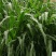 墨西哥玉米草种牧草种籽四季养殖多年生再生进口猪牛羊兔畜禽