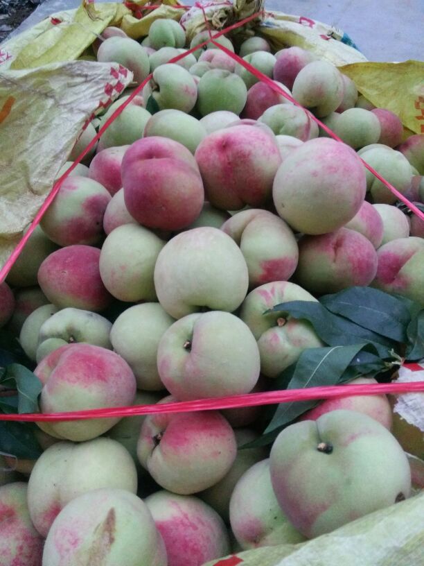 湖北襄阳市枣阳市毛桃 65mm以上批发_周俊供