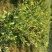 兔眼蓝莓鲜果12~14mm以上