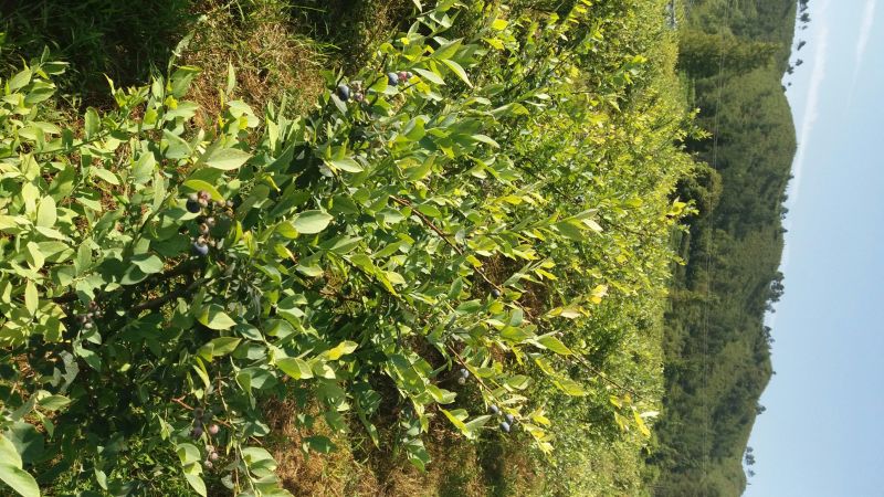 兔眼蓝莓鲜果12~14mm以上