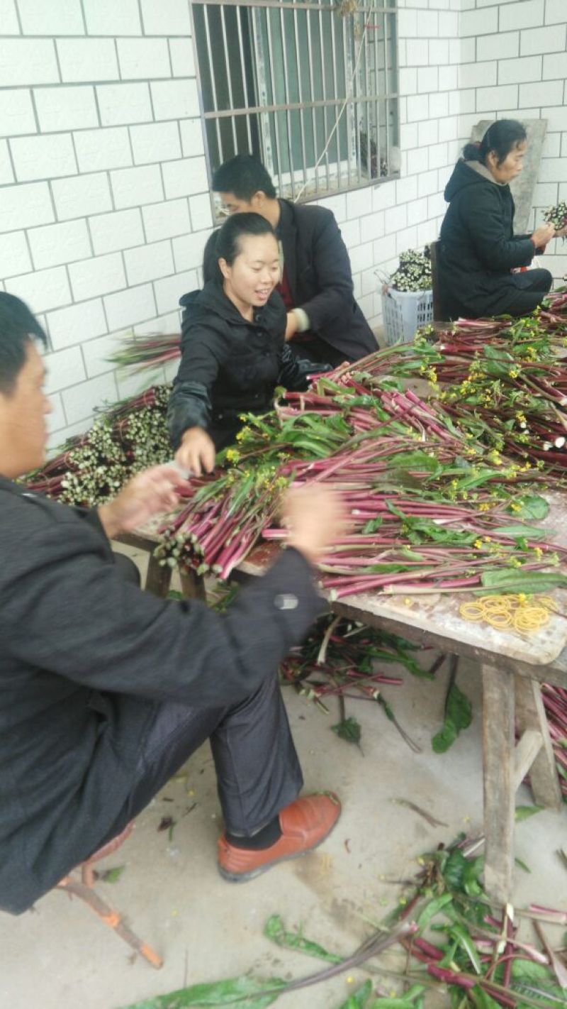 红菜苔15~20厘米