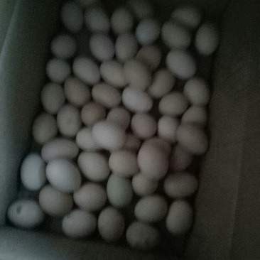 土鸡蛋食用40~50g