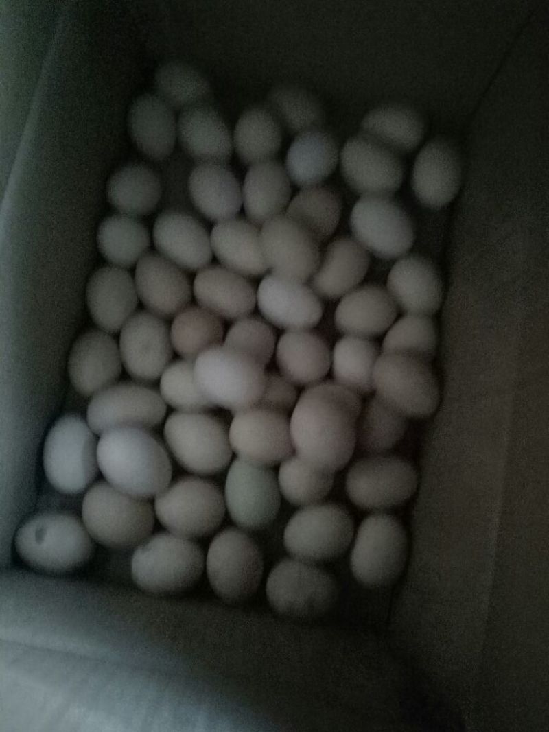 土鸡蛋食用40~50g
