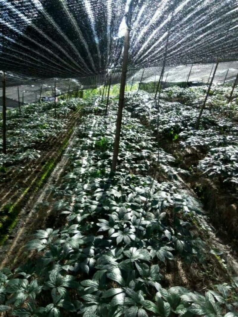 三七精选足40头，文山三七
