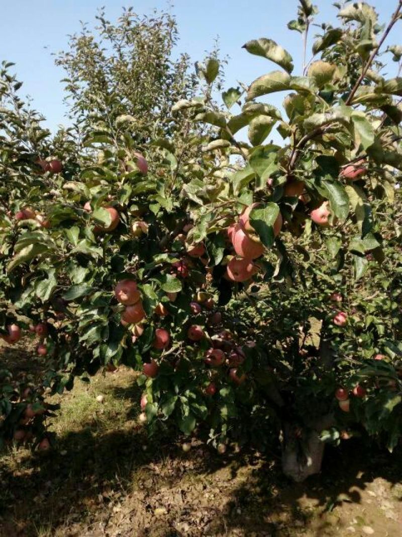 陕西秦冠苹果，光果秦冠，纸代秦冠冷库大量有贷