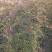 花椒苗大红袍花椒苗山东哪里有花椒苗花椒苗基地花椒苗批发