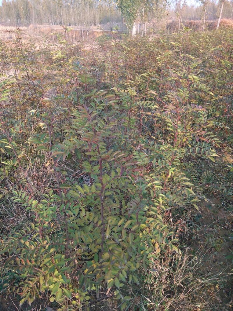 花椒苗大红袍花椒苗山东哪里有花椒苗花椒苗基地花椒苗批发