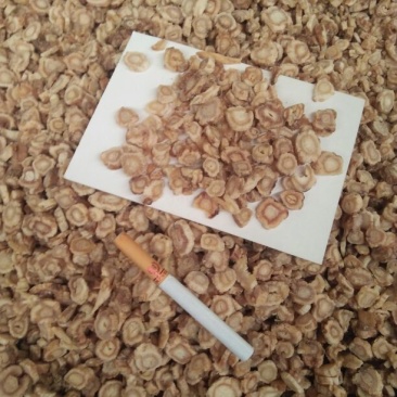 北沙参干刮皮统人工栽培