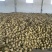 黄金梨600g以上纸袋