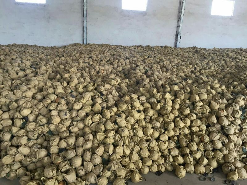 黄金梨600g以上纸袋