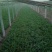名门菠菜15~20厘米