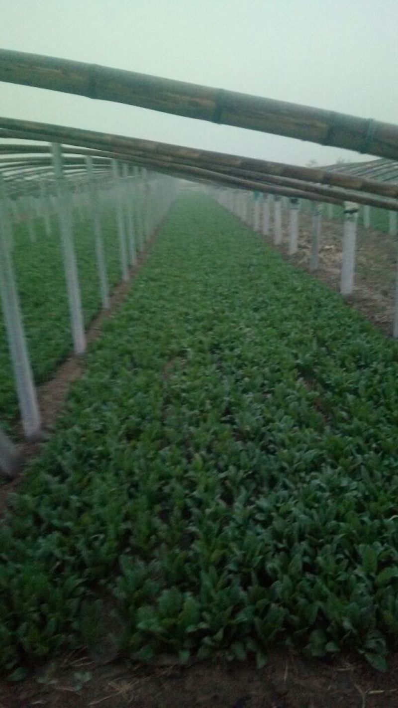名门菠菜15~20厘米