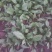 秋菠菜15~20厘米