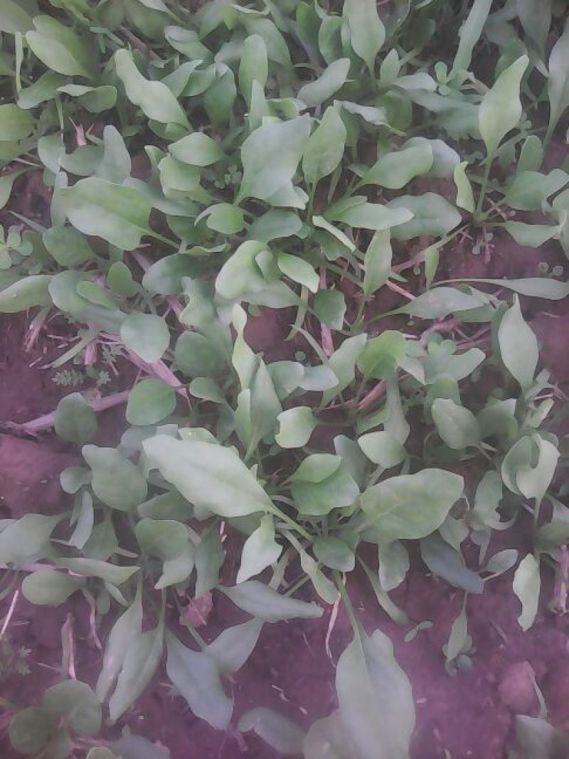 秋菠菜15~20厘米