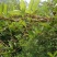连翘树0.5~3cm100~150cm