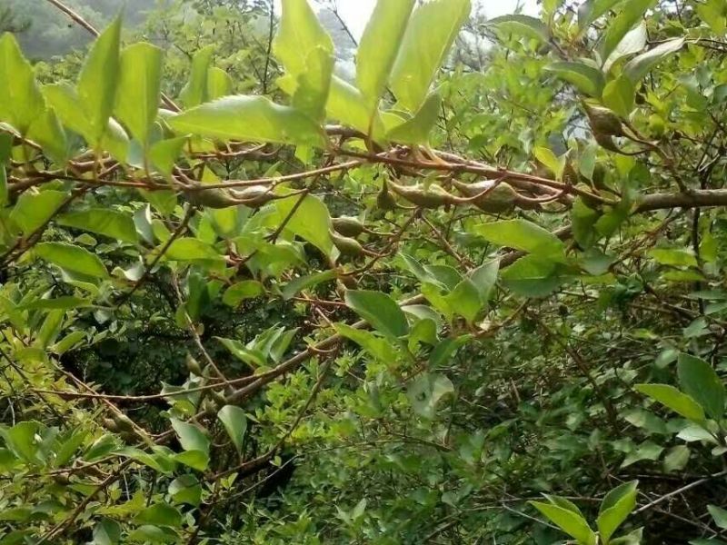 连翘树0.5~3cm100~150cm