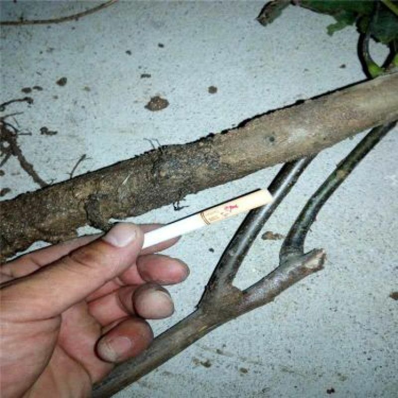 核桃苗100~150cm二年苗